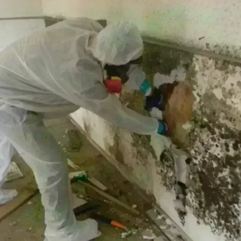 Mold Remediation and Removal in Foster, RI